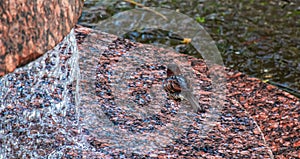 Fountain in the city of Nitra, in Slovakia. Sparrow bathes in drops of water. from the fountain. Center of the old town