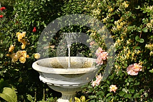 Fountain for the courtyard, fountain in the garden, hornbeam roses and yellow roses, beautiful garden with flowers, garden with ro