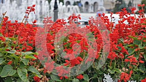 Fountain and flowers on colonnade of a spa town with people walking in background. Shallow depth of field. Ukraina Kiev.