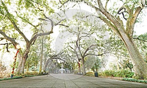 The fountain at Forsyth Park decorated for Christmas surrounded by live oak trees, in Savannah Georgia