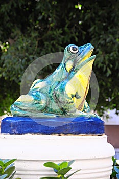 Fountain Frog
