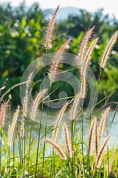 Fountain grass