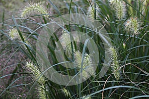 fountain grass in the autumn