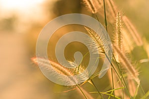 Fountain grass with beautiful sunset