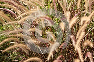 Fountain Grass in a bloomy bright sunlight day