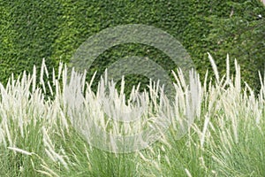 The Fountain Grass with blurry background