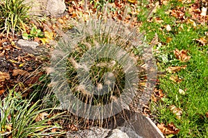 Fountain grass, Cenchrus, is a widespread genus of flowering plants