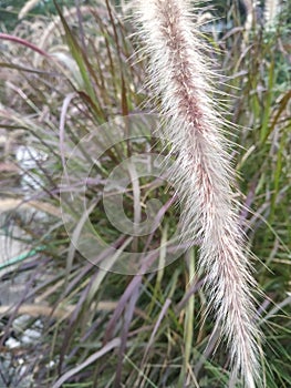 Fountain grass, detail of pennisetum setaceum plant