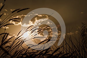 Fountain Grass flower on sunset with cloudy sky background. Sepia or retro vintage style.