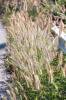 Fountain grass flowers Pennisetum setaceum  with sunshine in the side of road  background