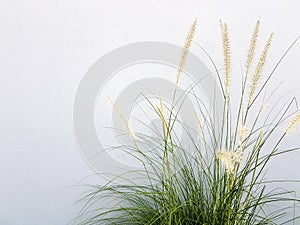 Fountain grass on grey wall background.