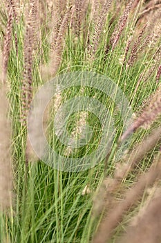 Fountain Grass with Natural Light.