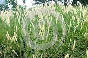 Fountain grass, an ornamental plant of Pennisetum Alopecuroides Hameln