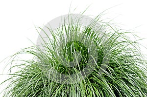 Fountain Grass Over White