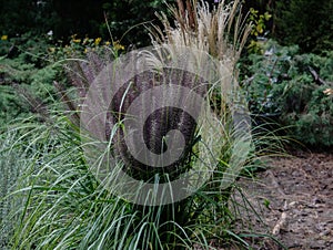 Fountain grass Pennisetum alopecuroides `Black Beauty`in the garden.
