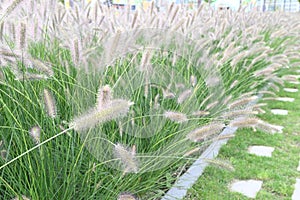 Fountain grass or Pennisetum Setaceum in a border.