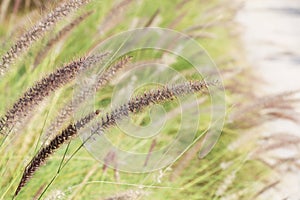 Fountain grass, Pennisetum setaceum Forssk. Chiov