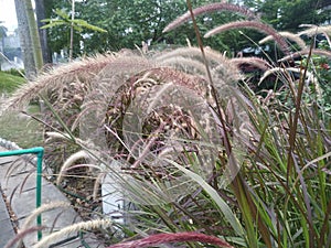 Fountain grass, pennisetum setaceum plant in the outdoor garden
