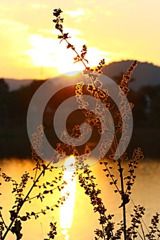 Fountain grass silhouette photo