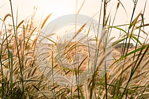 Fountain grass at sunrise.