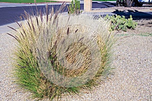 Fountain grass at Xeriscaped Roadside in Winter