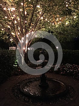Fountain and lighted tree
