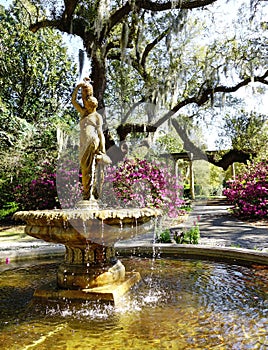 Fountain and live oak trees in Airlie Gardens , Wilmington North Carolina