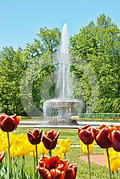 Fountain in lower park, peterhof, russia