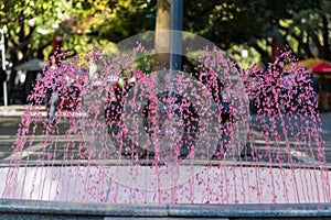 fountain with malbec water originating in the province of Mendoza Argentina