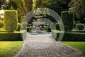 Fountain in the park with hard sunlight.Green shrub wall natural texture background with the ground conc