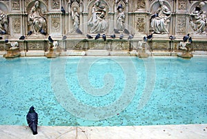 Fountain in Piazza del Campo, Siena photo