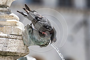 Fountain and pigeon