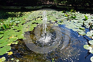 Fountain pond