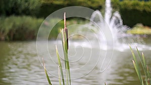 Fountain, reed on lake