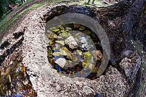 Fountain of the river Pinilla under a tree in Viveros