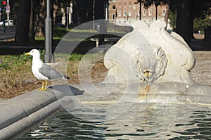 Fountain of Rome with the presence of a gull