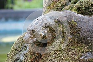 Fountain Small-clawed Otter - Aonyx Cinerea