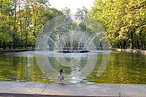 Fountain `Sun` in Peterhof. St. Petersburg.