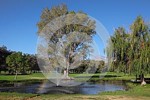 The fountain and trees