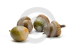 Four acorns