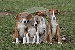 Cuatro marrón cachorros abrazo en césped verde 