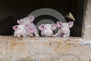 Four adorable excited young pink pigs standing huddled