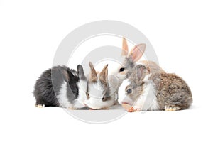 Four adorable fluffy rabbits eating delicious carrot together on white background, feeding bunny vegetarian pet animal with