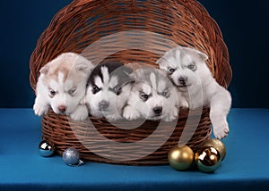 Four adorable Husky puppy in basket. On a blue