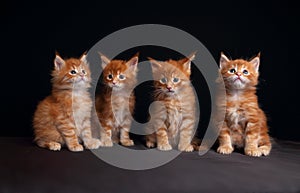 Four adorable red solid maine coon kittens sitting with beautiful brushes on the ears on black background and looking curious