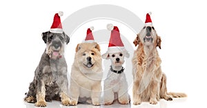 Four adorable santa dogs of different breeds sitting and panting