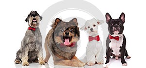 four adorable stylish dogs wearing red bowties on white background