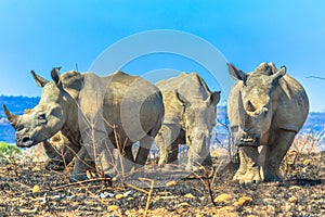 White rhinos in Umfolozi photo