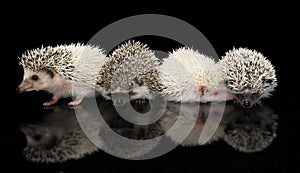 Four African Hedgehogs are in the dark studio