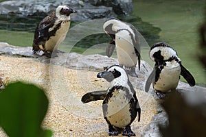 Four African Penguins standing by the side of a pool of pond water